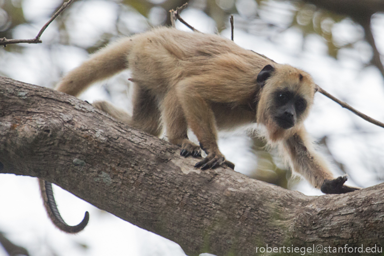 howler on branch